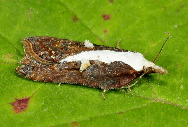 Acleris cristana, variabilit